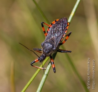 Rhynocoris annulatus