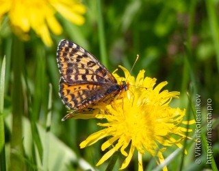 Melitaea didyma