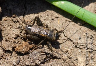 Имаго  Melanogryllus desertus