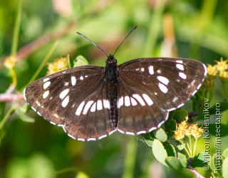 Neptis rivularis