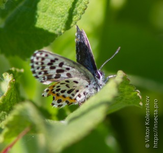 Scolitantides orion