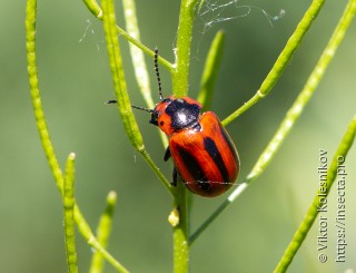 Entomoscelis adonidis