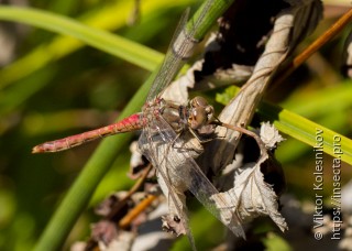 Sympetrum vulgatum