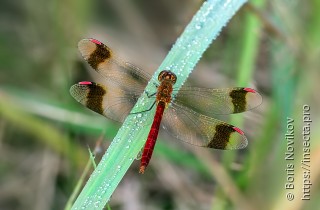 Sympetrum pedemontanum