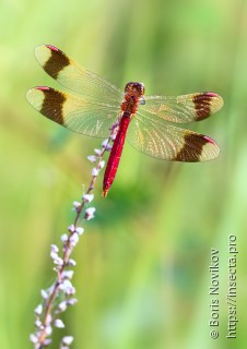 Sympetrum pedemontanum