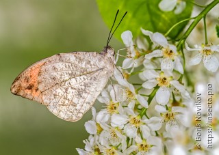 Hebomoia glaucippe