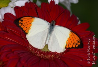 Hebomoia glaucippe