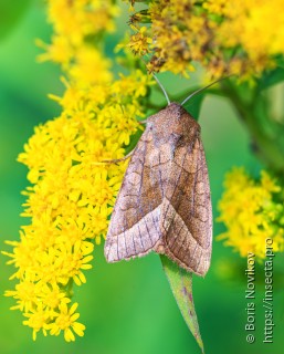 Hydraecia micacea