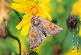 Amphipoea fucosa