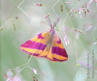 Lythria cruentaria