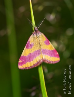 Lythria cruentaria