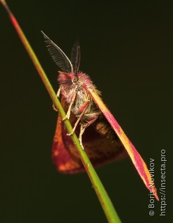 Lythria cruentaria