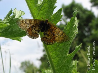 Euphydryas provincialis