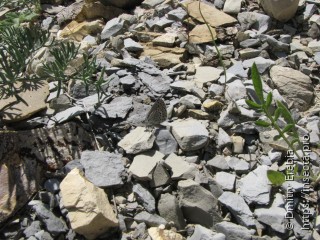 Plebejus zamotajlovi