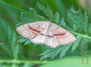 Cyclophora punctaria