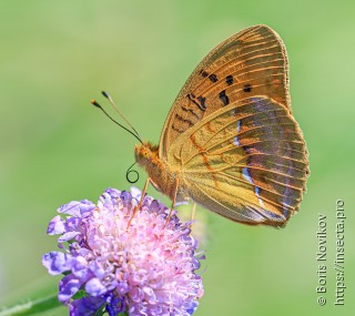 Argynnis laodice