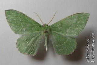 Geometra papilionaria