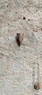 Hypena rostralis