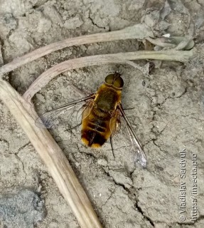 Bombyliidae