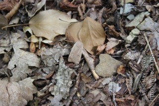 Orthosia gracilis