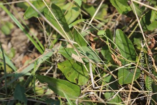 Chrysochraon dispar