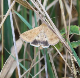 Heliothis peltigera