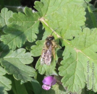 Andrena flavipes