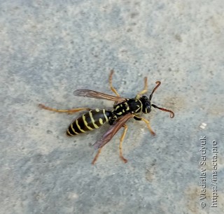 Polistes nimpha