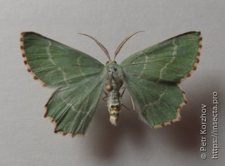 Thalera fimbrialis