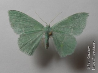 Chlorissa viridata