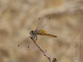 Trithemis annulata