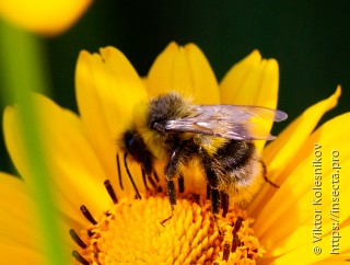 Bombus lucorum