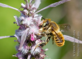 Xanthochlorinae