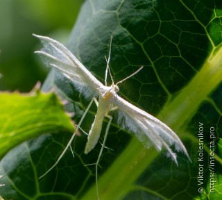 Pterophorus pentadactyla