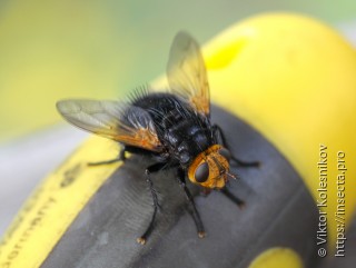 Tachina grossa