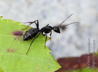 Camponotus