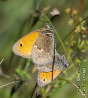 Coenonympha pamphilus