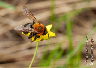 Andrena thoracica