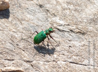 Cicindela campestris