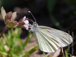 Leptidea amurensis