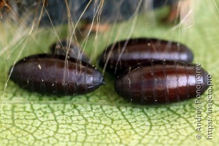 Ceromya bicolor