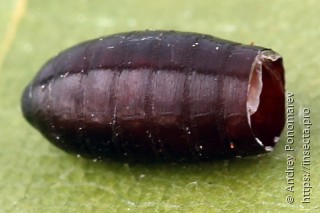 Ceromya bicolor