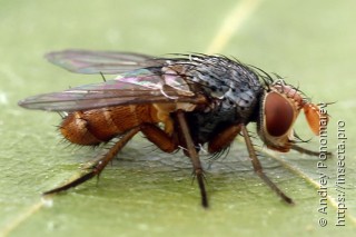 Ceromya bicolor