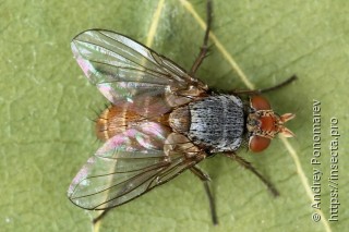 Ceromya bicolor