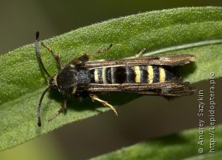 Имаго  (Pennisetia hylaeiformis)