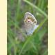 Plebejus argyrognomon