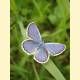 Plebejus argyrognomon