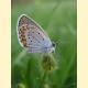 Plebejus argyrognomon