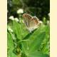 Plebejus argyrognomon