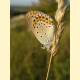 Plebejus argyrognomon